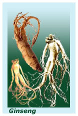 herb ginseng