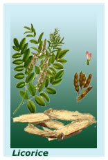herb licorice